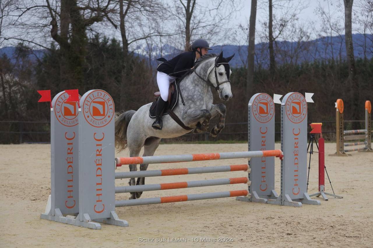 Gelding Connemara For sale 2019 Grey