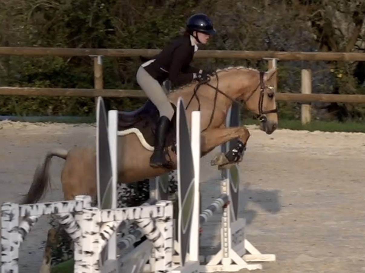 Mare Dutch Riding Pony For sale 2015 Palomino