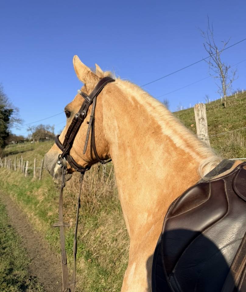 Mare Dutch Riding Pony For sale 2015 Palomino