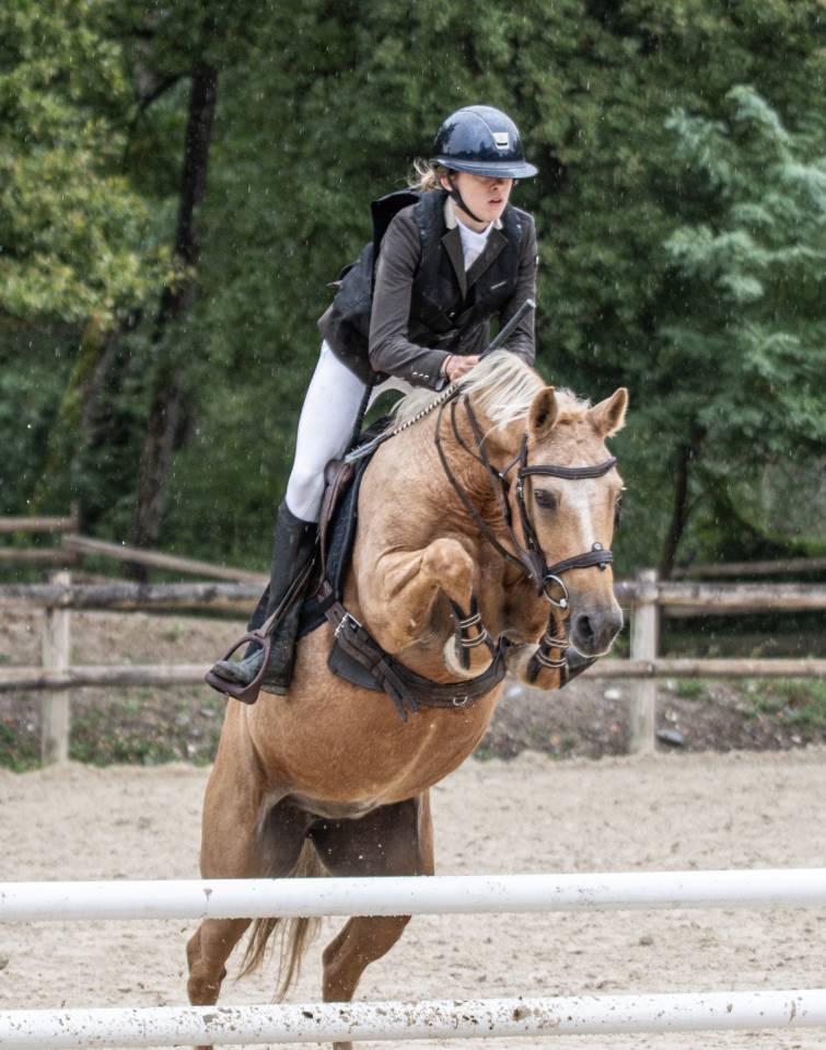 Mare Dutch Riding Pony For sale 2015 Palomino
