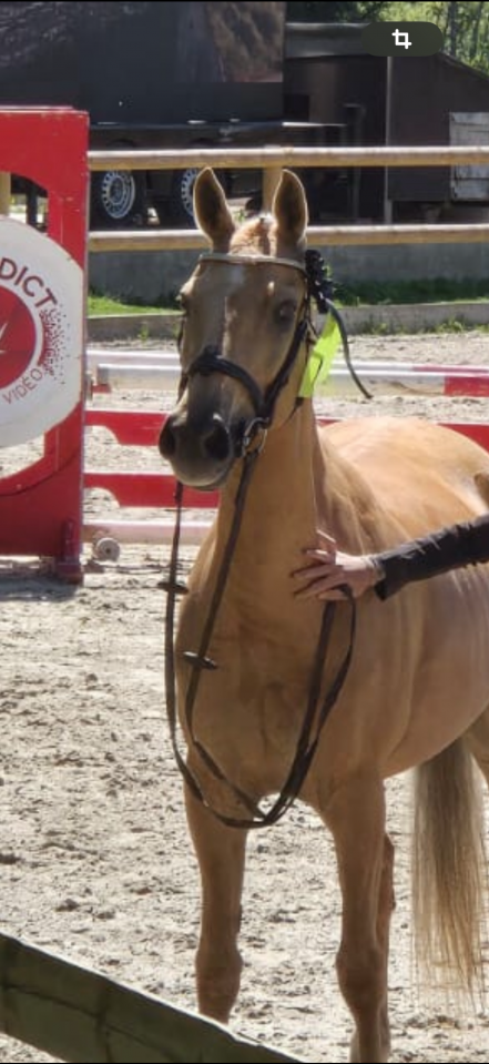 Mare Dutch Riding Pony For sale 2015 Palomino