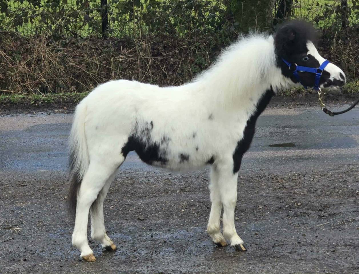 Stallion Falabella For sale 2024 Tovero