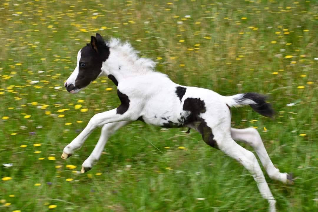 Stallion Falabella For sale 2024 Tovero