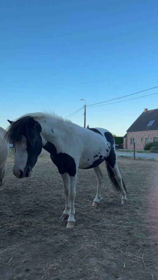 Stallion Falabella For sale 2024 Tovero