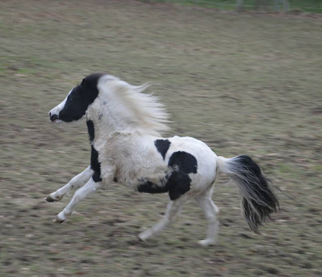 Stallion Falabella For sale 2024 Tovero