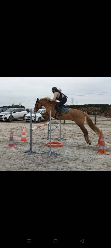 Gelding French Saddle Pony For loan 2012 Silver dapple