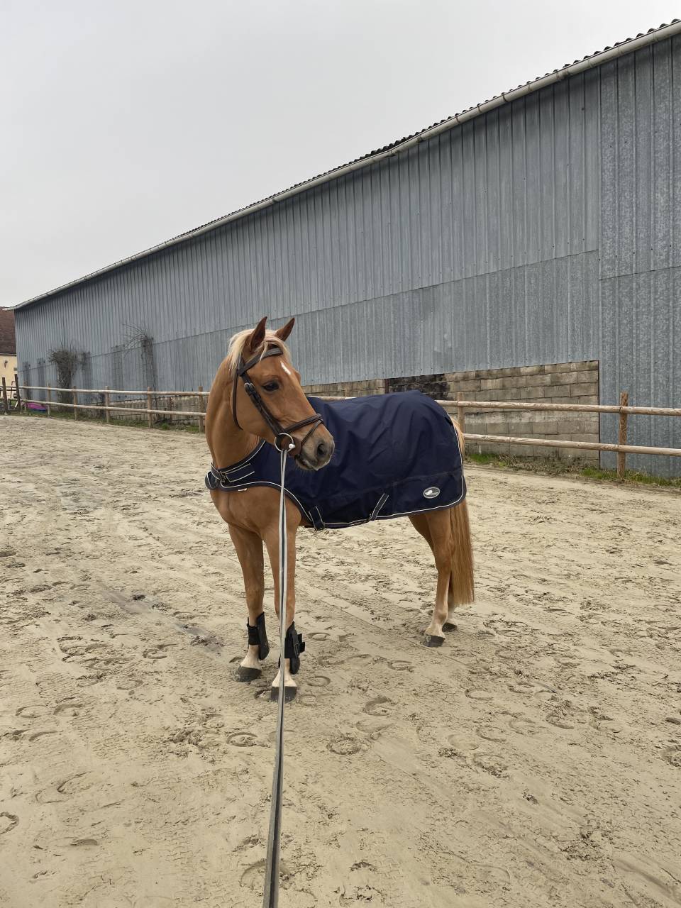 Gelding French Saddle Pony For loan 2012 Silver dapple