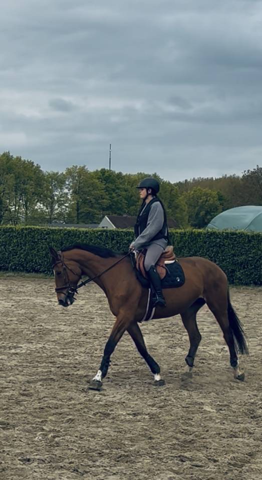 Mare Selle Fran&ccedil;ais For sale 2012 Bay