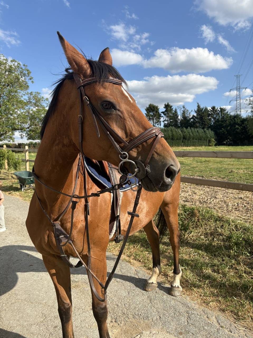 Mare Selle Fran&ccedil;ais For sale 2012 Bay