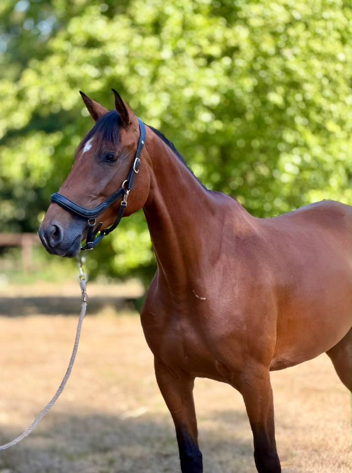 Mare Selle Fran&ccedil;ais For sale 2022 Bay