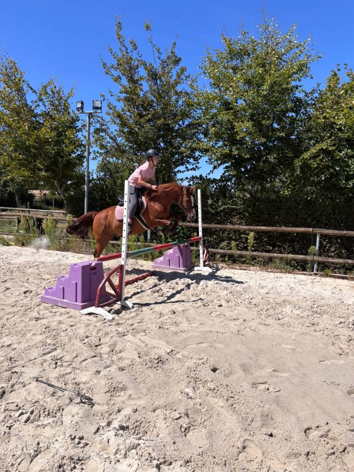 Gelding Belgian Riding Pony For sale 2009 Chesnut