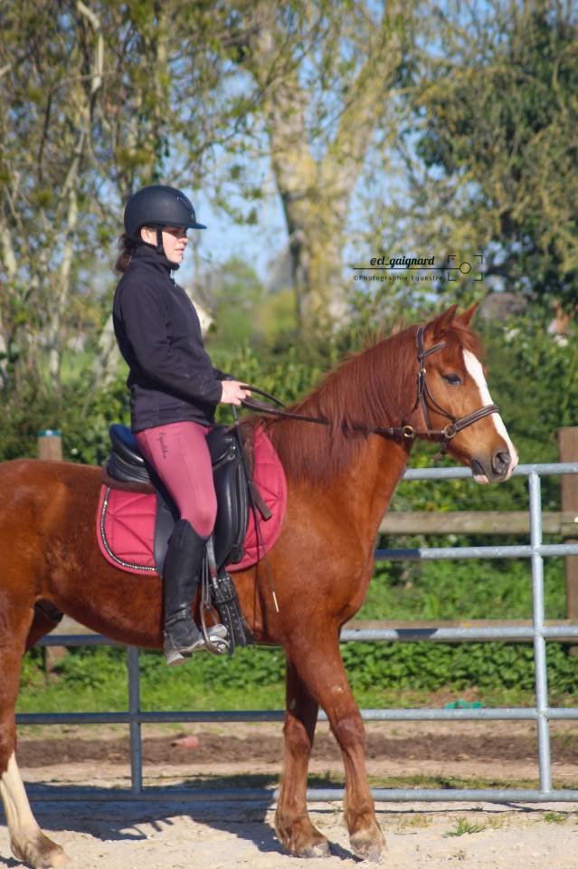 Gelding Belgian Riding Pony For sale 2009 Chesnut