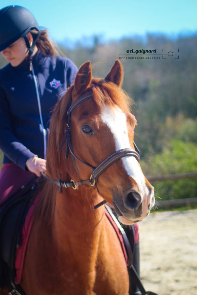 Gelding Belgian Riding Pony For sale 2009 Chesnut