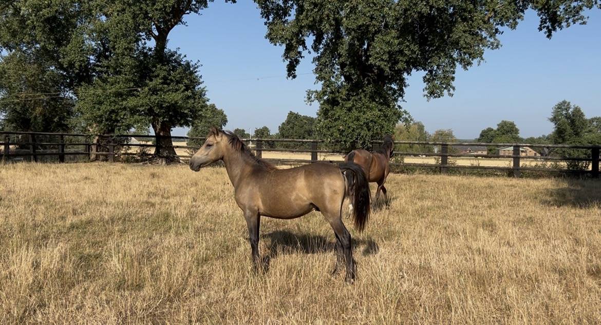 Gelding Welsh Part Bred For sale 2025 Buckskin
