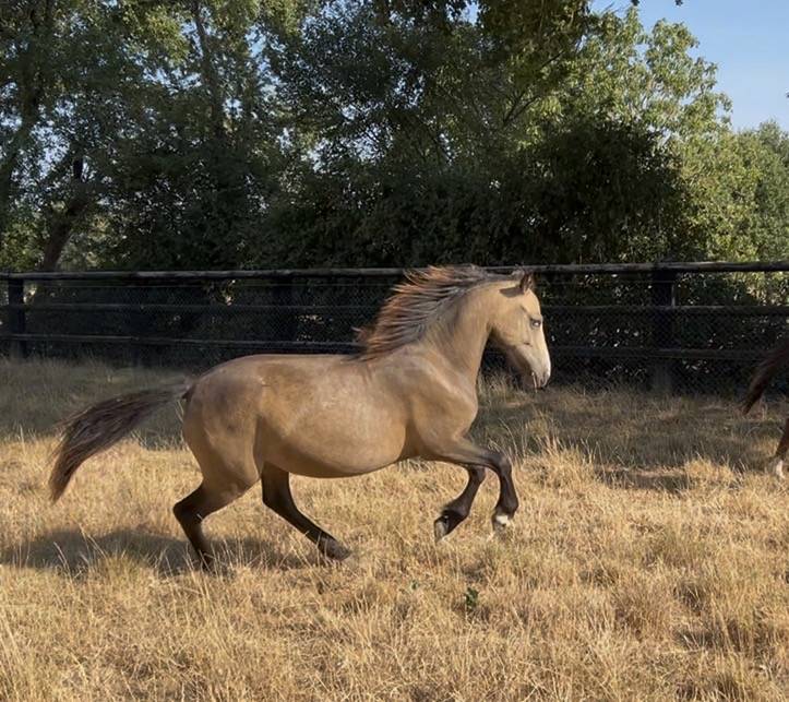 Gelding Welsh Part Bred For sale 2025 Buckskin