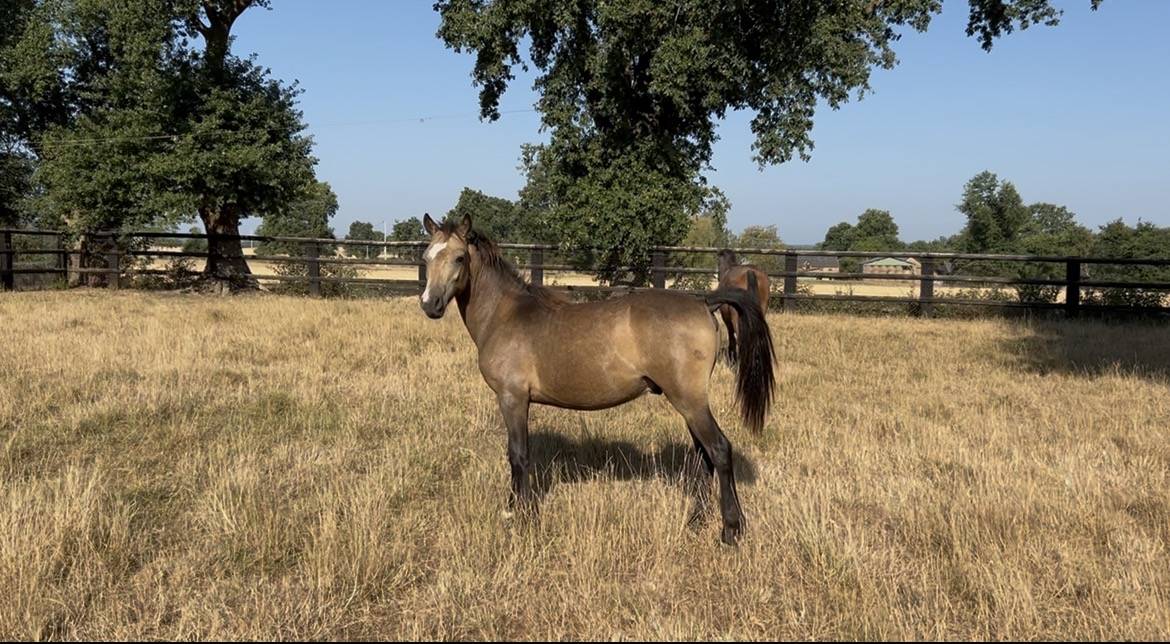 Gelding Welsh Part Bred For sale 2025 Buckskin