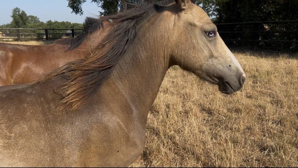 Gelding Welsh Part Bred For sale 2025 Buckskin