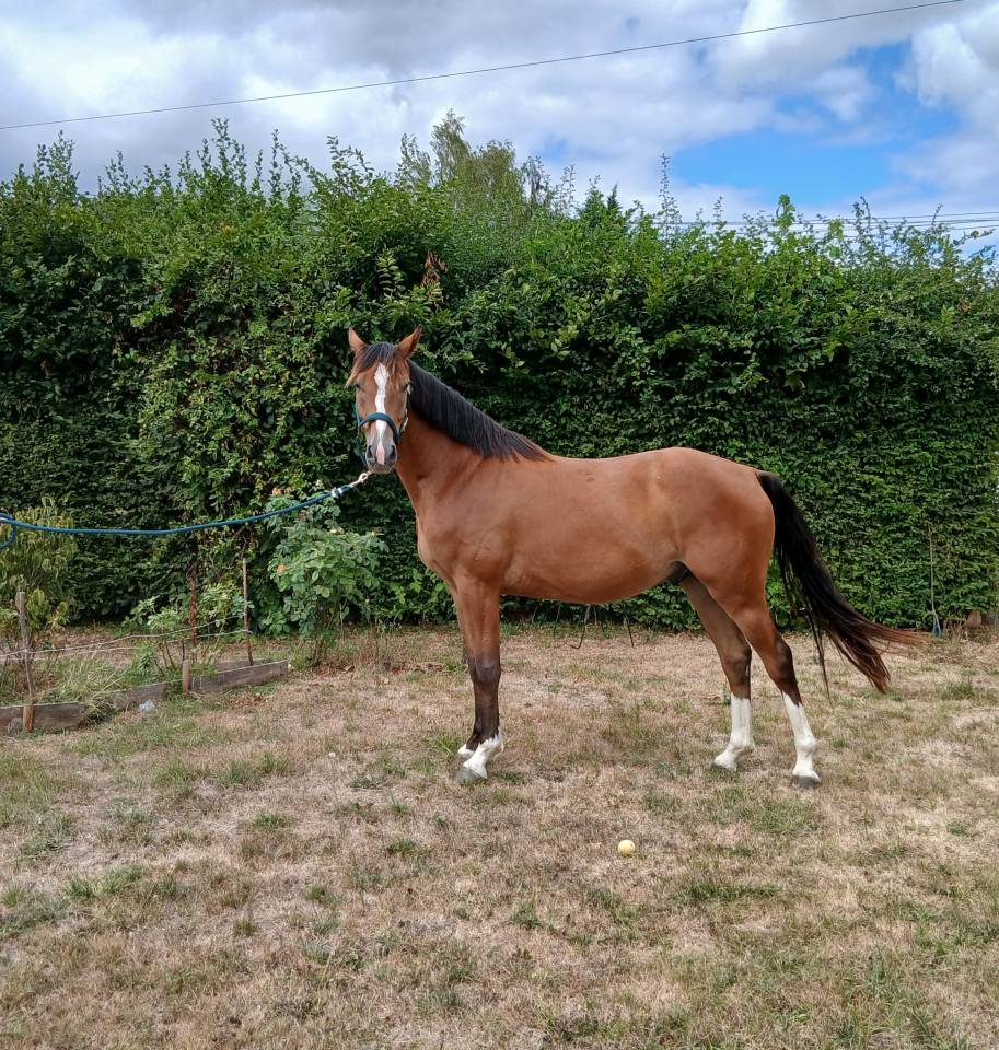 Gelding Selle Fran&ccedil;ais For sale 2022 Bay