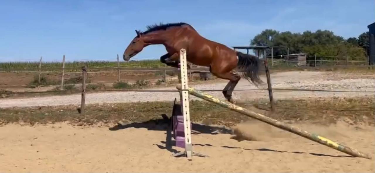 Gelding Belgian Riding Pony For sale 2019 Bay