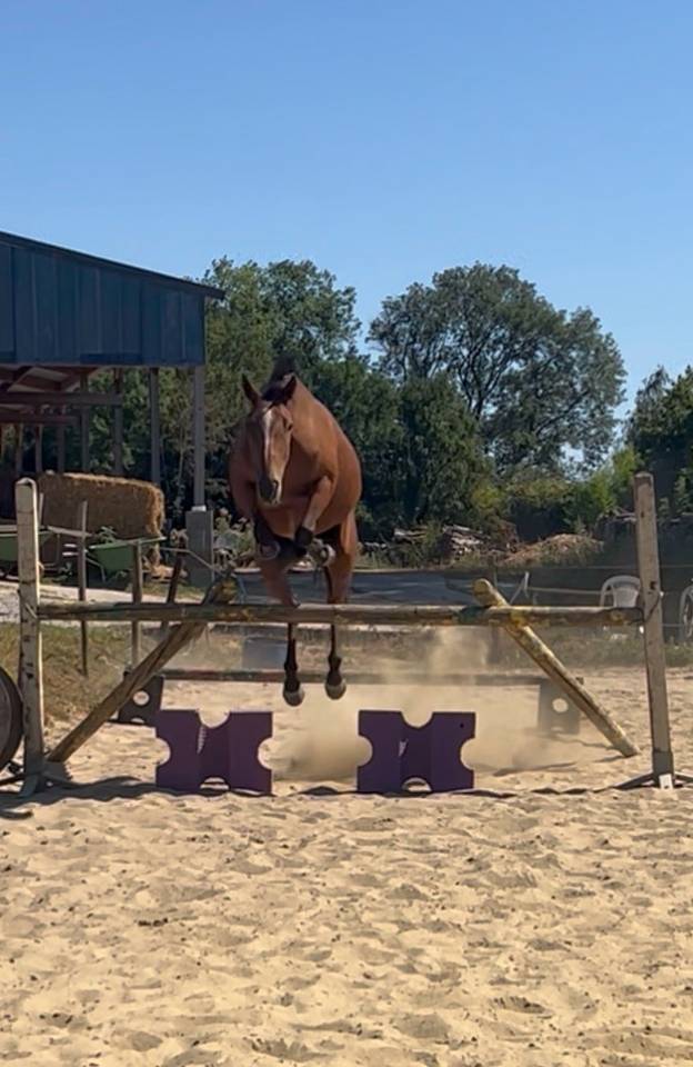 Gelding Belgian Riding Pony For sale 2019 Bay