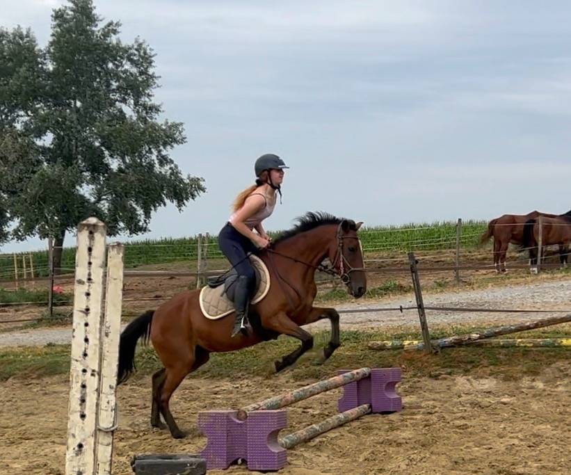Gelding Belgian Riding Pony For sale 2019 Bay