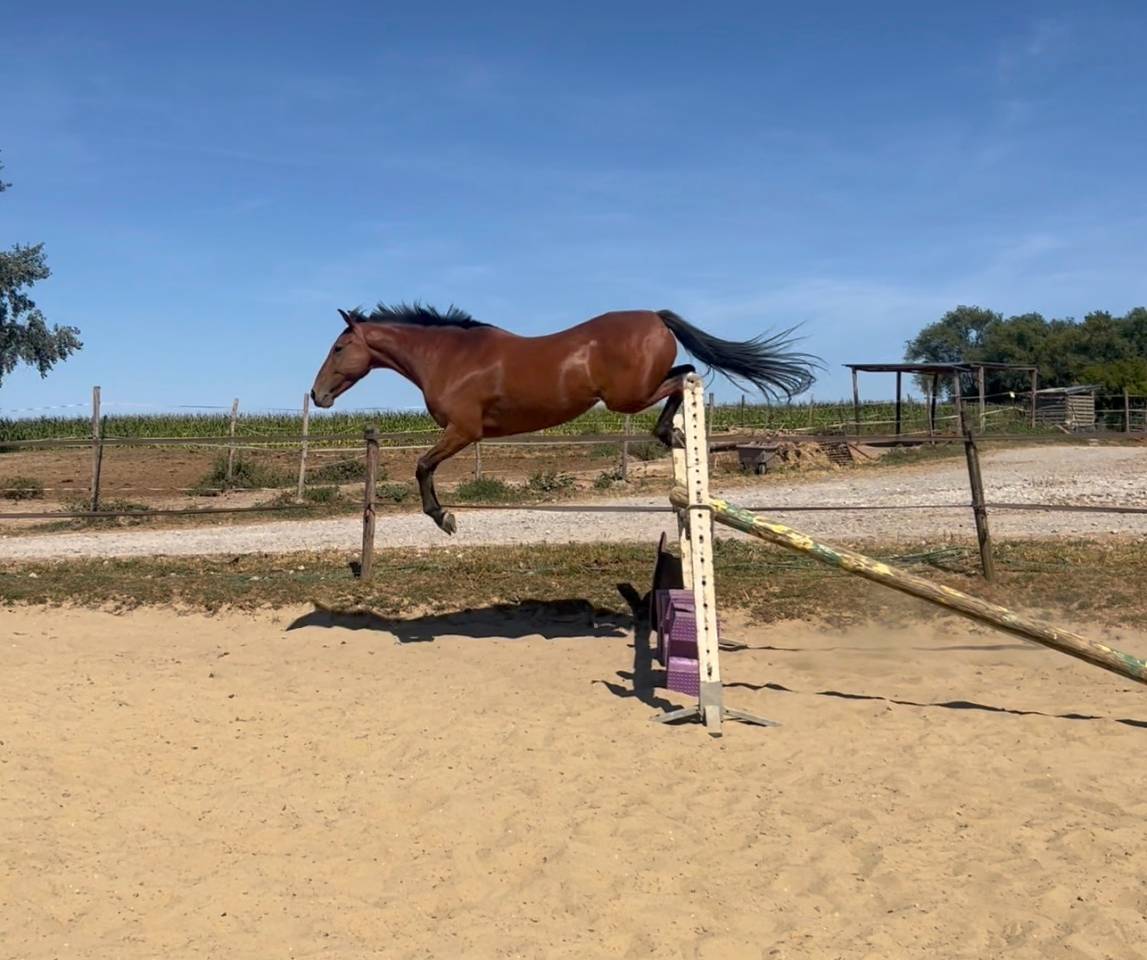 Gelding Belgian Riding Pony For sale 2019 Bay