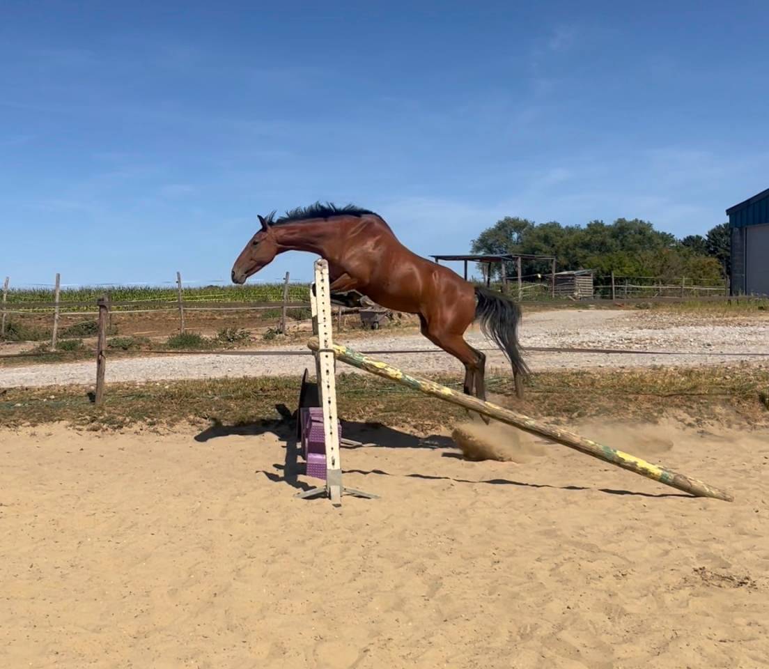 Gelding Belgian Riding Pony For sale 2019 Bay