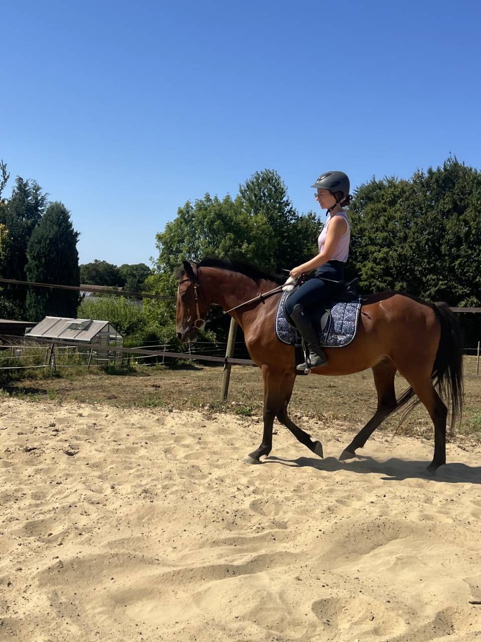 Gelding Belgian Riding Pony For sale 2019 Bay