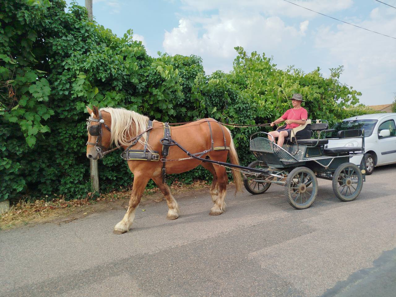 Gelding Comtois For sale 2022 Chesnut