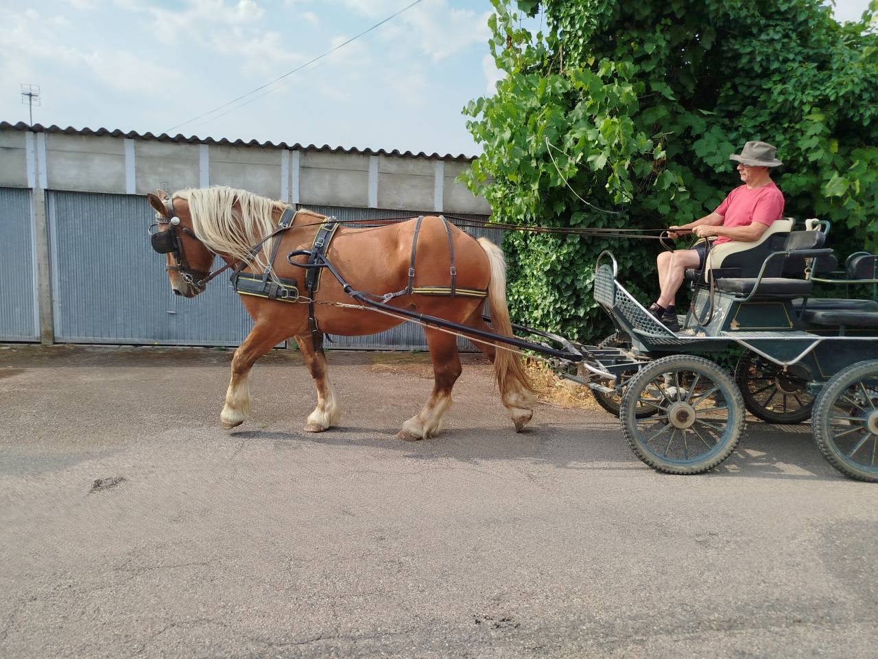 Gelding Comtois For sale 2022 Chesnut