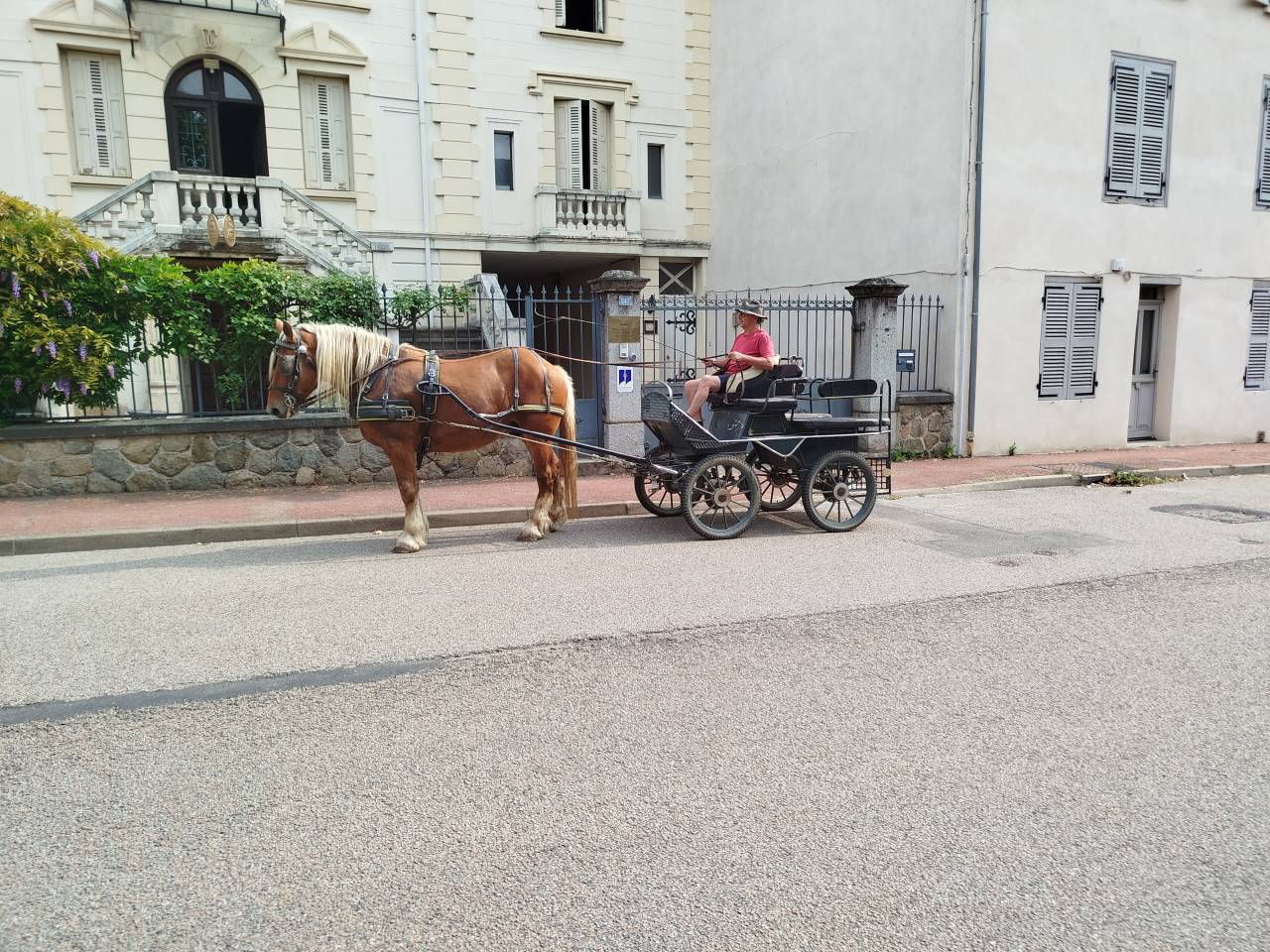 Gelding Comtois For sale 2022 Chesnut