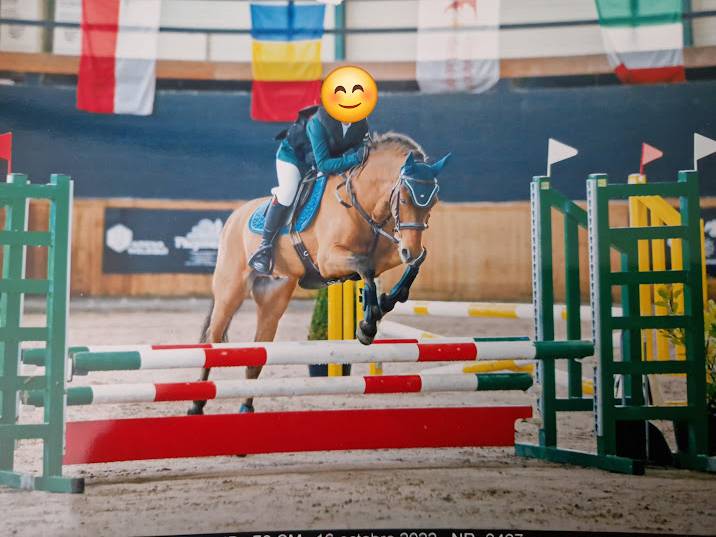 Gelding French Saddle Pony For sale 2009 Bay