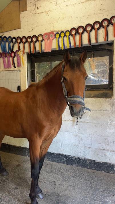 Gelding French Saddle Pony For sale 2009 Bay
