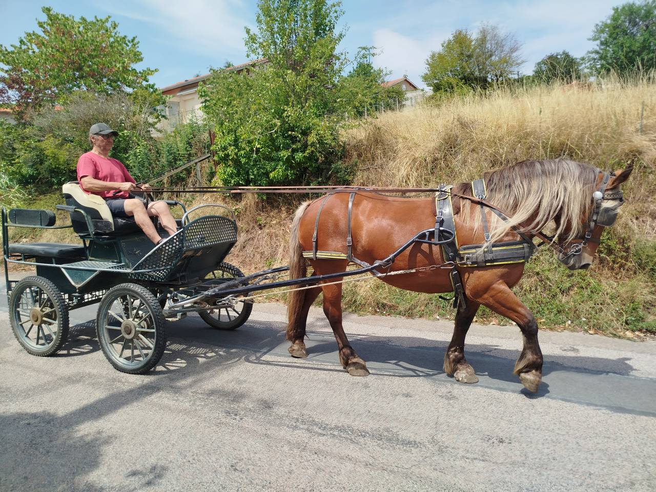 Mare Comtois For sale 2021 Chesnut