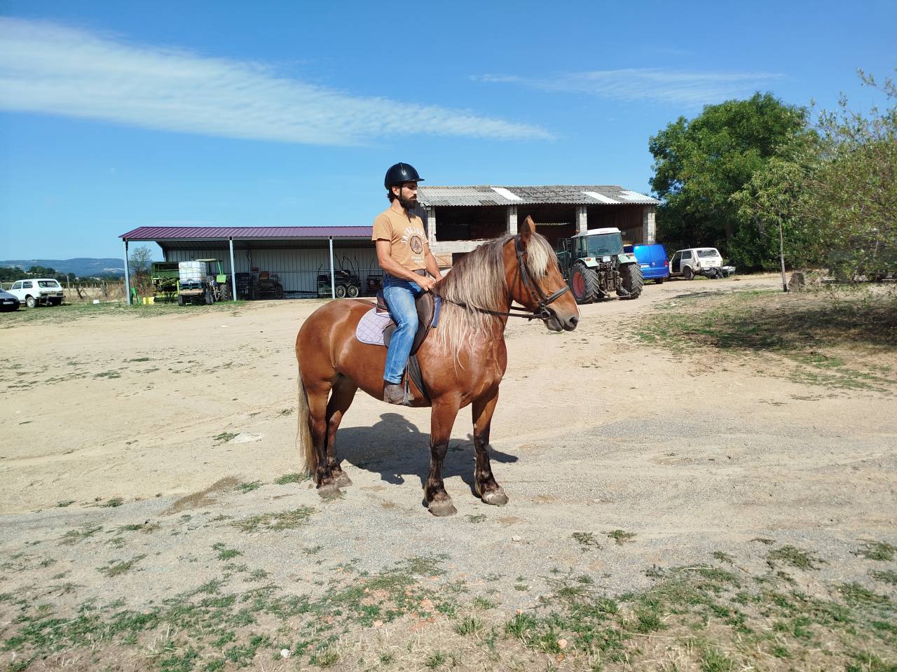 Mare Comtois For sale 2021 Chesnut