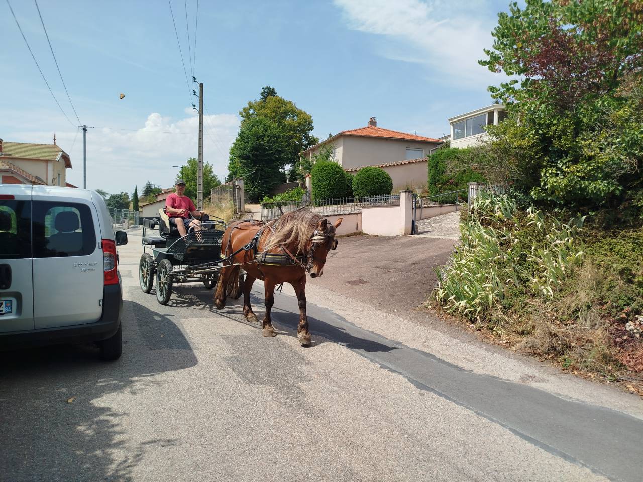 Mare Comtois For sale 2021 Chesnut