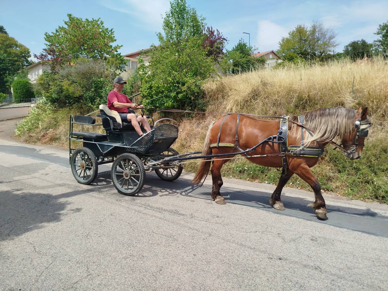 Mare Comtois For sale 2021 Chesnut