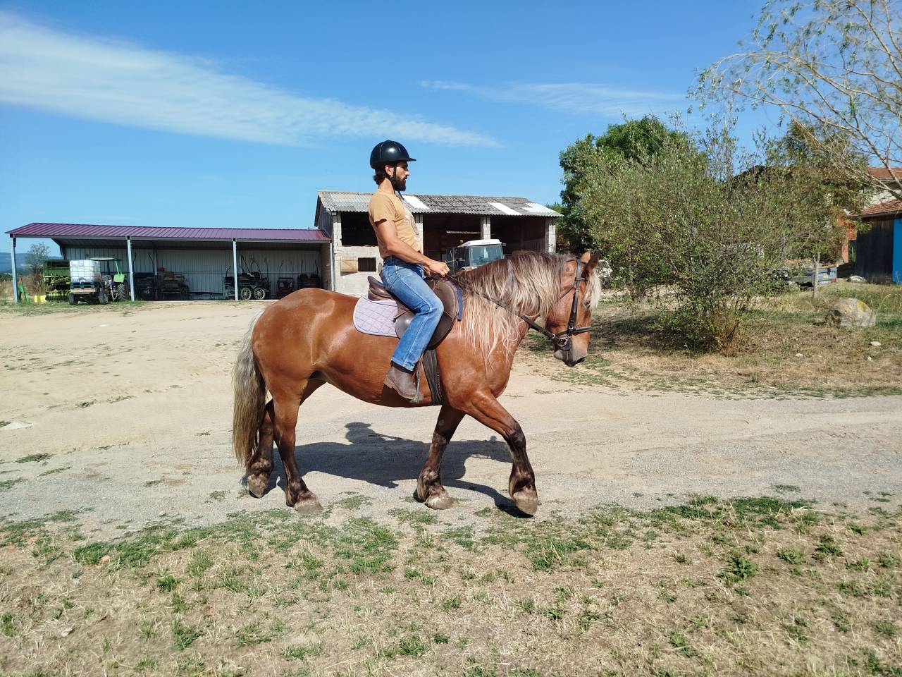 Mare Comtois For sale 2021 Chesnut