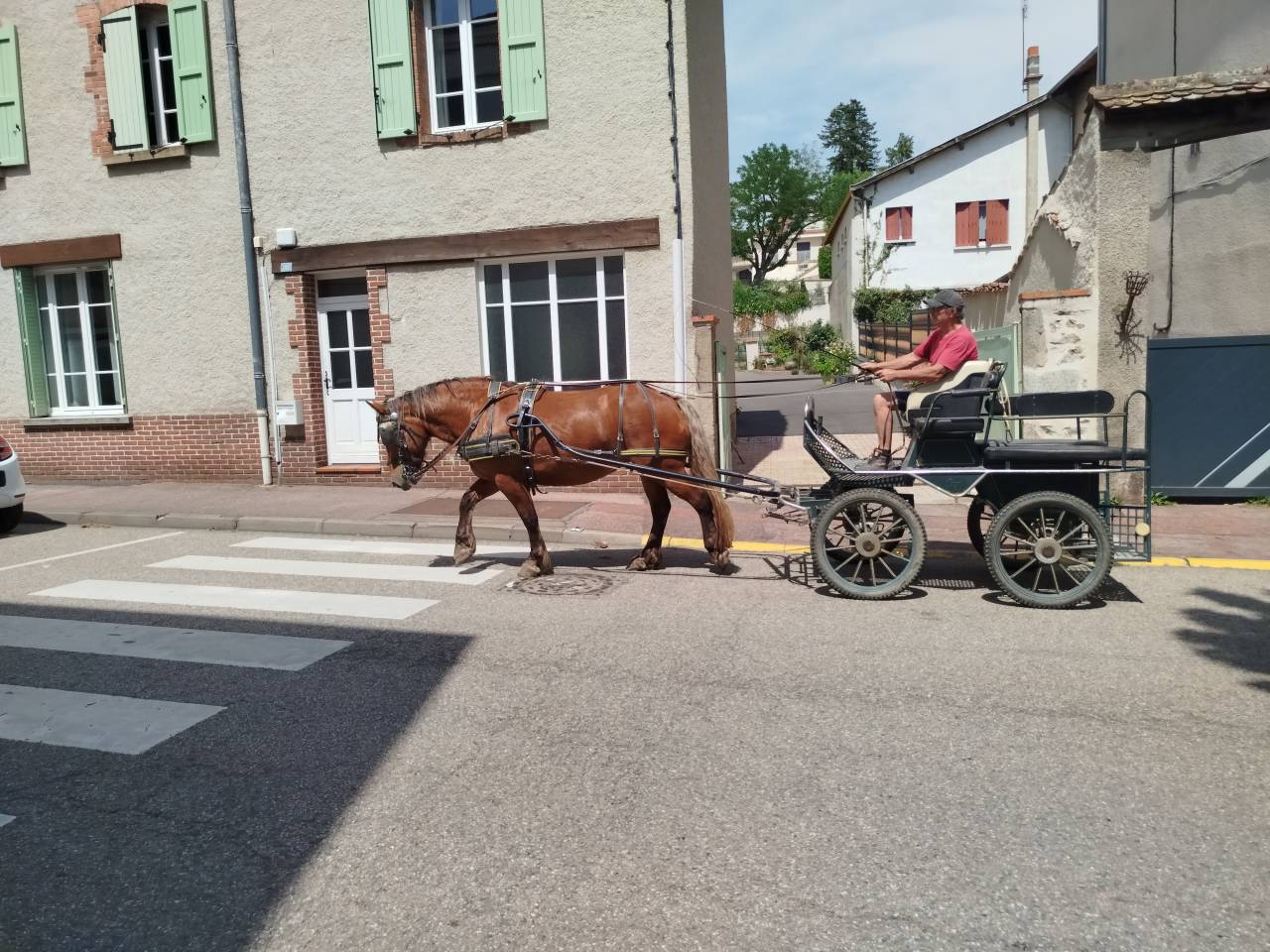 Mare Comtois For sale 2021 Chesnut