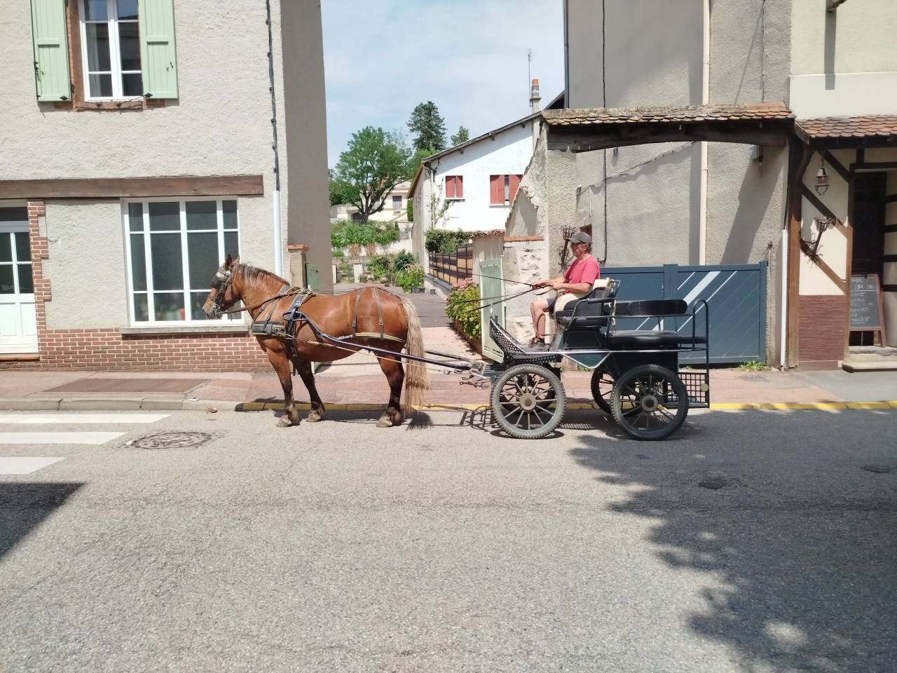 Mare Comtois For sale 2021 Chesnut