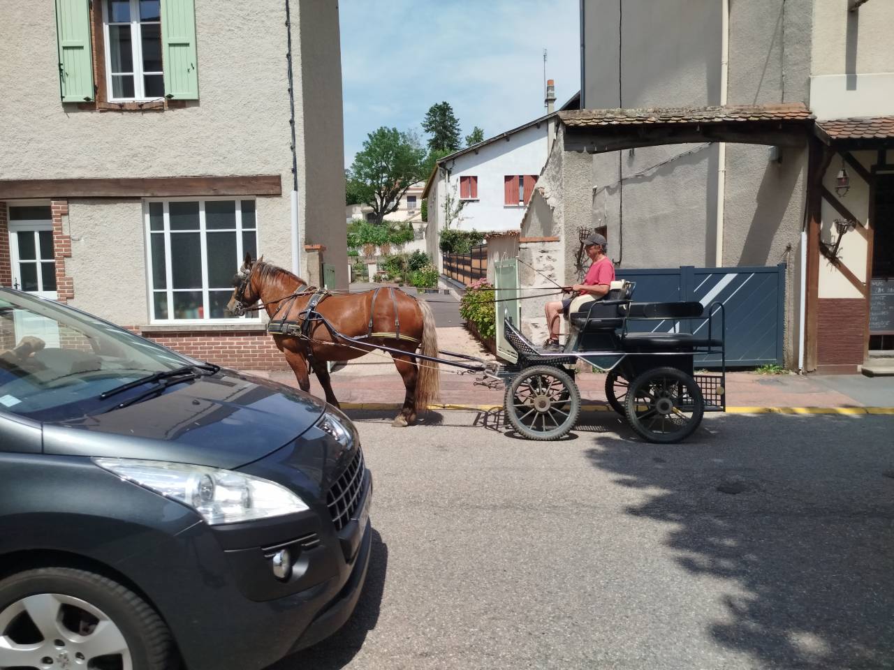 Mare Comtois For sale 2021 Chesnut