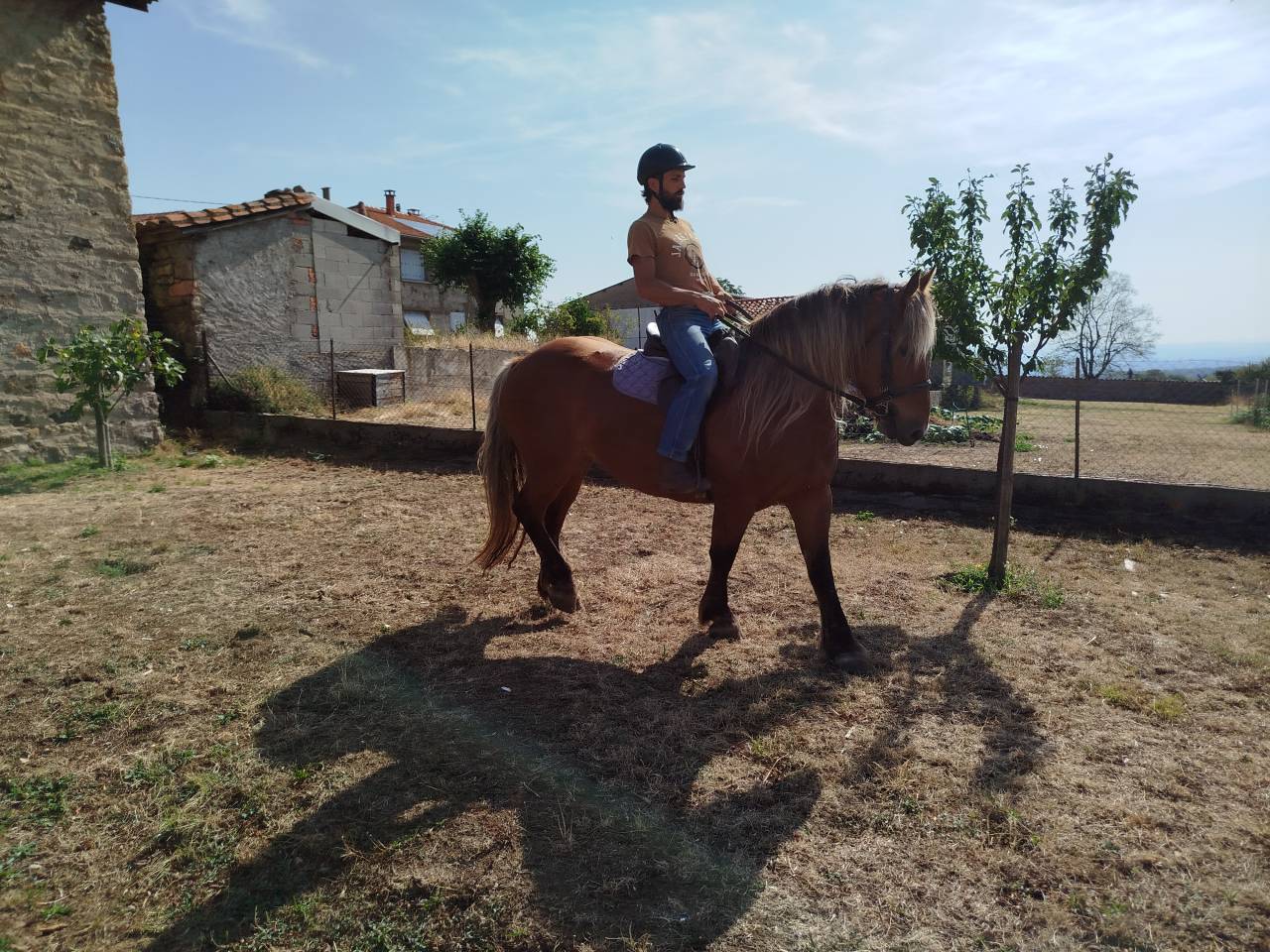 Mare Comtois For sale 2021 Chesnut