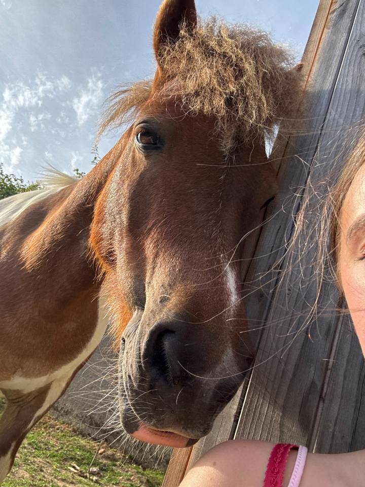 Stallion Shetland Pony For sale 2016 Chesnut