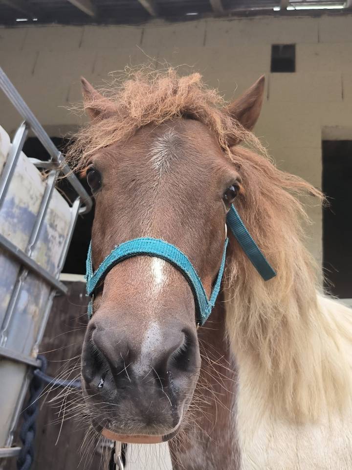 Stallion Shetland Pony For sale 2016 Chesnut