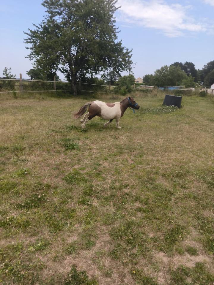 Stallion Shetland Pony For sale 2016 Chesnut