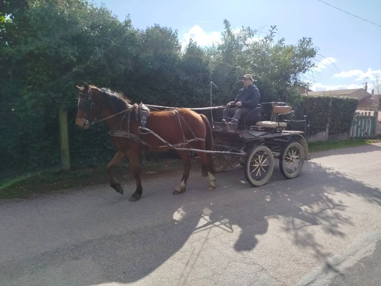 Gelding Origin Recorded For sale 2023 Bay
