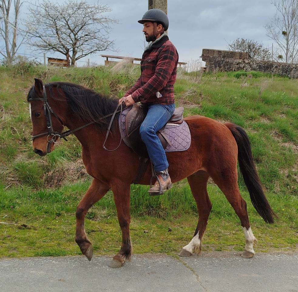 Gelding Origin Recorded For sale 2023 Bay