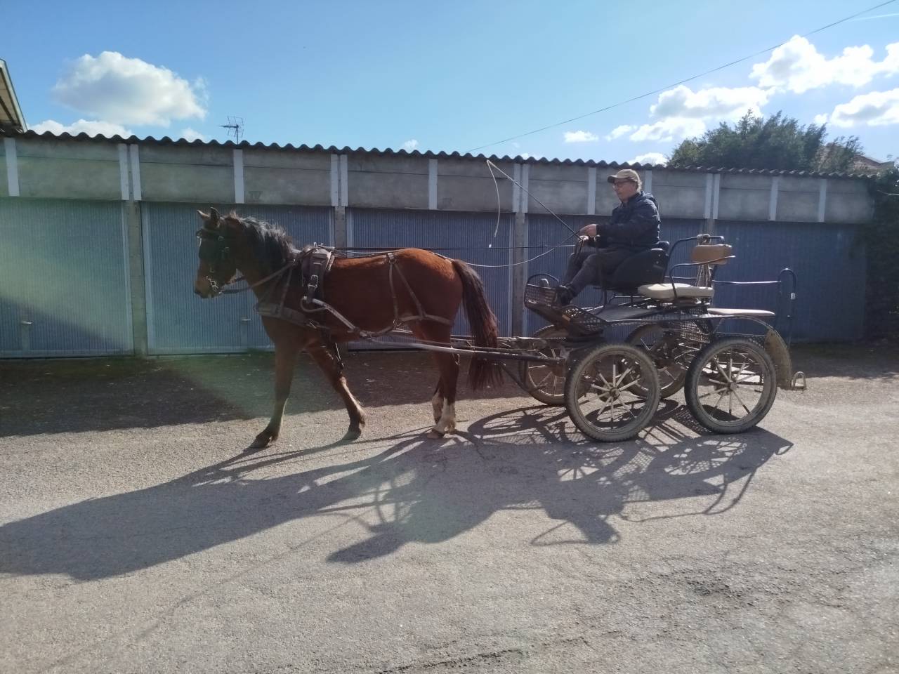 Gelding Origin Recorded For sale 2023 Bay