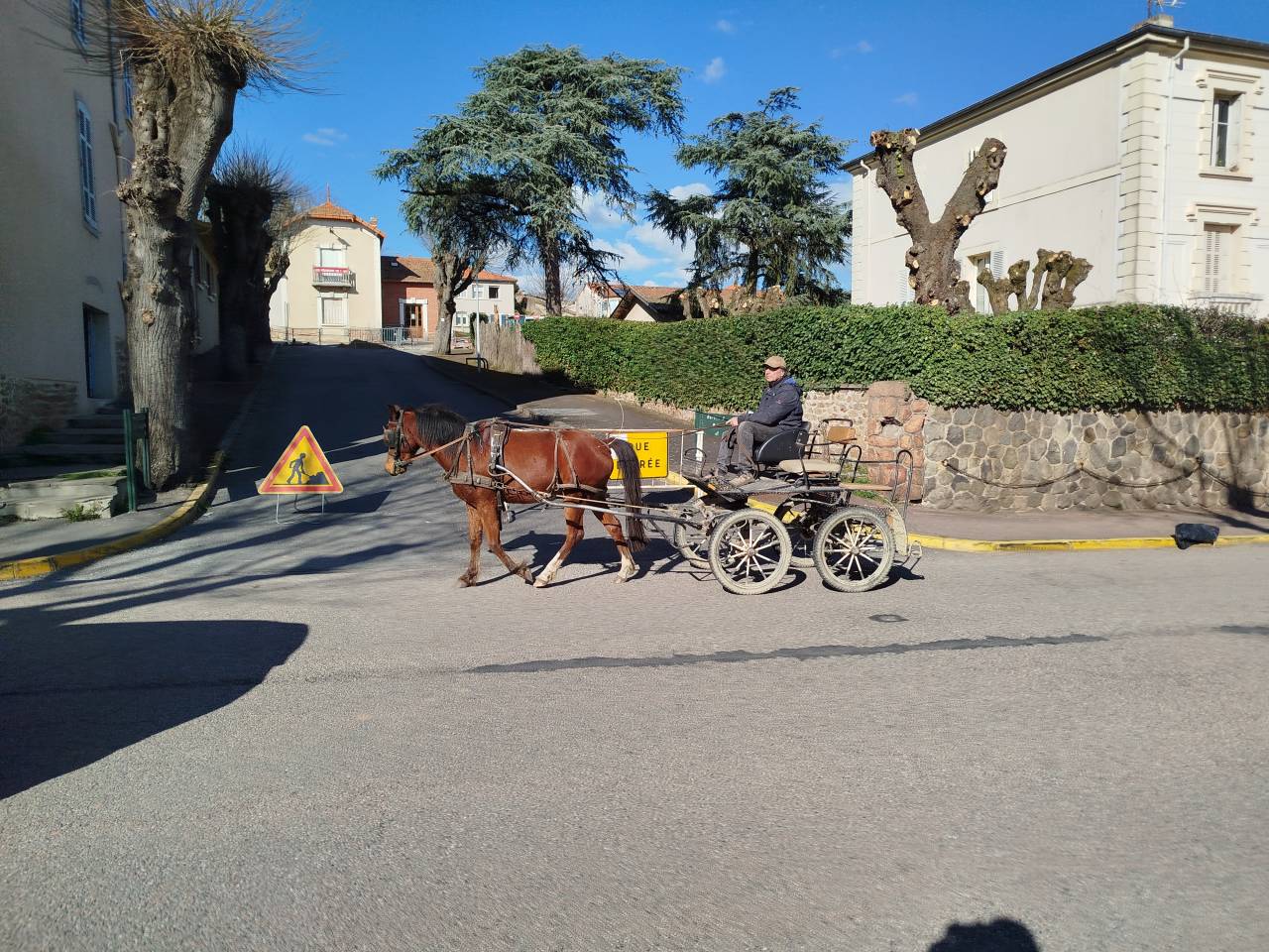 Gelding Origin Recorded For sale 2023 Bay