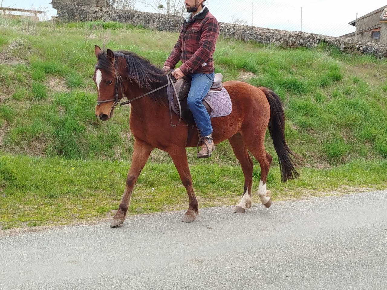 Gelding Origin Recorded For sale 2023 Bay